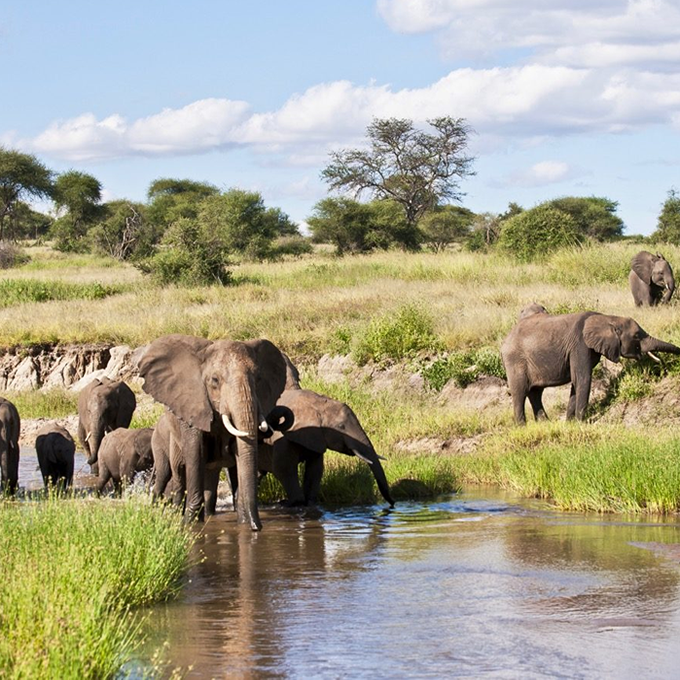 tarangire national park ..