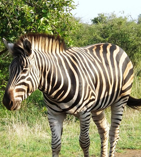 mozambique tours