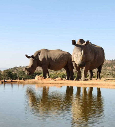 rhinos in mozambique