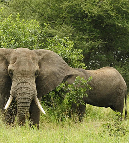 safaris in mozambique
